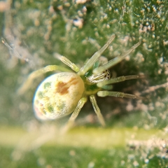Nigma puella