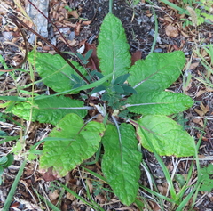 Adenocaulon chilense