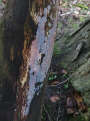Exidia thuretiana