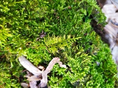 Thuidium tamariscinum