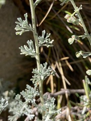 Artemisia mendozana