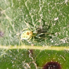 Nigma puella