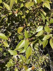 Rhus virens
