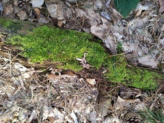 Thuidium tamariscinum