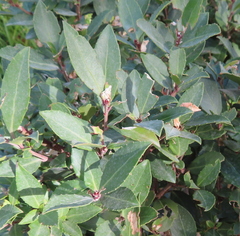 Maytenus magellanica