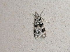 Eudonia delunella