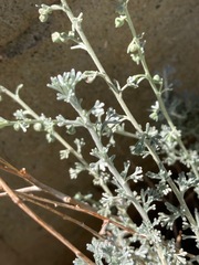 Artemisia mendozana