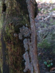 Exidia thuretiana