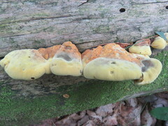 Pseudomerulius curtisii