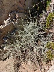 Artemisia mendozana