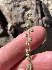 Artemisia mendozana