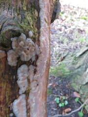 Exidia thuretiana