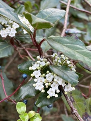 Viburnum tinus