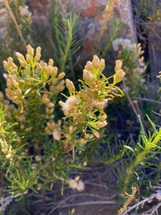 Baccharis grisebachii