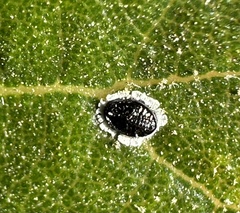 Tetraleurodes perileuca