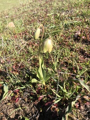 Fritillaria agrestis