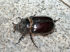 Oryctes nasicornis grypus