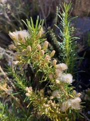 Baccharis grisebachii