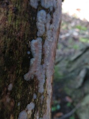 Exidia thuretiana