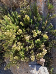 Baccharis grisebachii