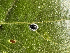 Tetraleurodes perileuca