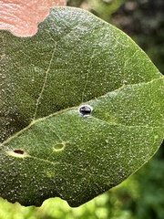 Tetraleurodes perileuca