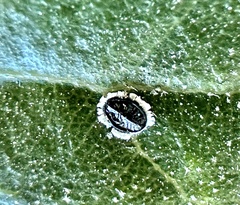 Tetraleurodes perileuca