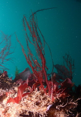 Cumathamnion decipiens