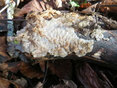 Exidia thuretiana