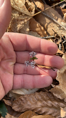 Erigenia bulbosa