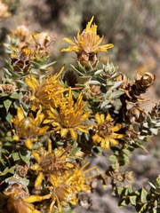 Chuquiraga ruscifolia