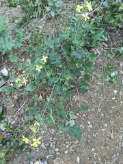 Brassiceae