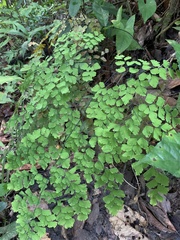 Adiantum tenerum