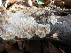Exidia thuretiana