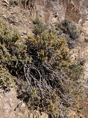 Chuquiraga ruscifolia
