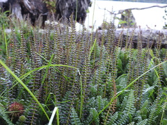 Blechnum penna-marina