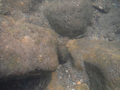 Sternotherus peltifer