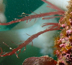 Cumathamnion decipiens