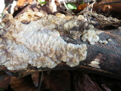 Exidia thuretiana