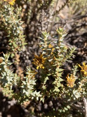 Chuquiraga ruscifolia