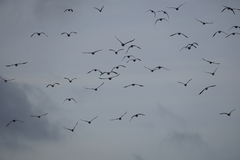 Branta leucopsis