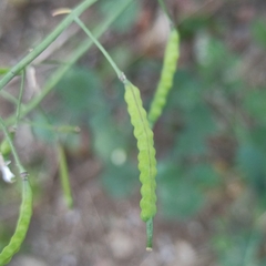 Brassiceae