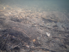 Campostoma oligolepis