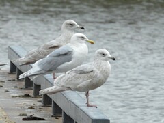 Larus glaucoides kumlieni