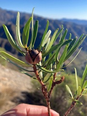 Colliguaja integerrima