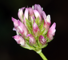 Trifolium ciliolatum