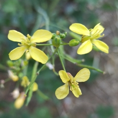 Brassiceae