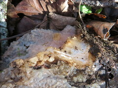 Exidia thuretiana