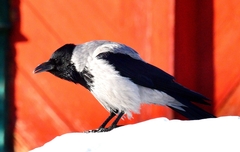 Corvus cornix