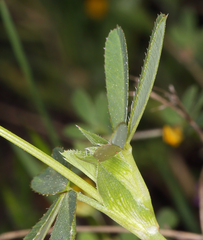 Trifolium ciliolatum